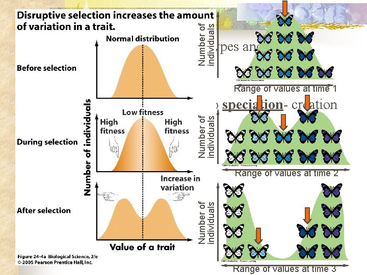 3) Number of individuals 2) Eliminates average phenotypes and favors extremes Overview Range of