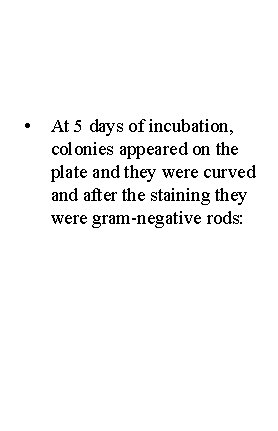  • At 5 days of incubation, colonies appeared on the plate and they
