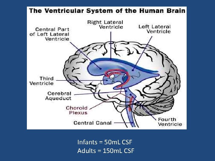 Infants = 50 m. L CSF Adults = 150 m. L CSF Infants = 50 m. L CSF Adults = 150 m. L CSF