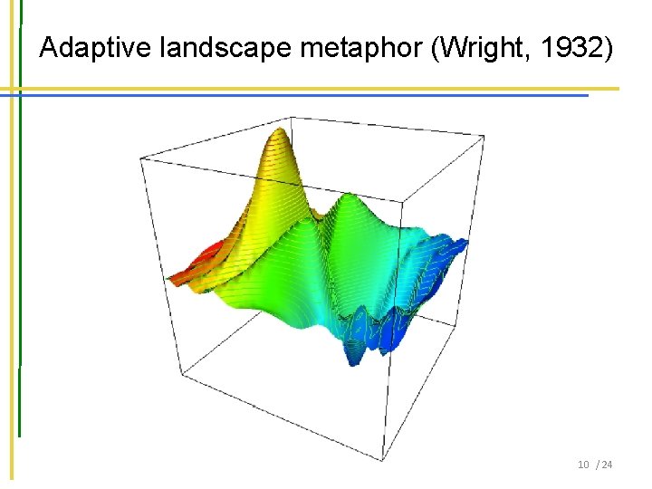 Adaptive landscape metaphor (Wright, 1932) 10 / 24 