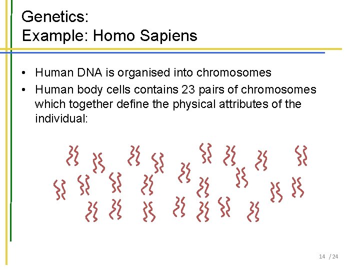 Genetics: Example: Homo Sapiens • Human DNA is organised into chromosomes • Human body