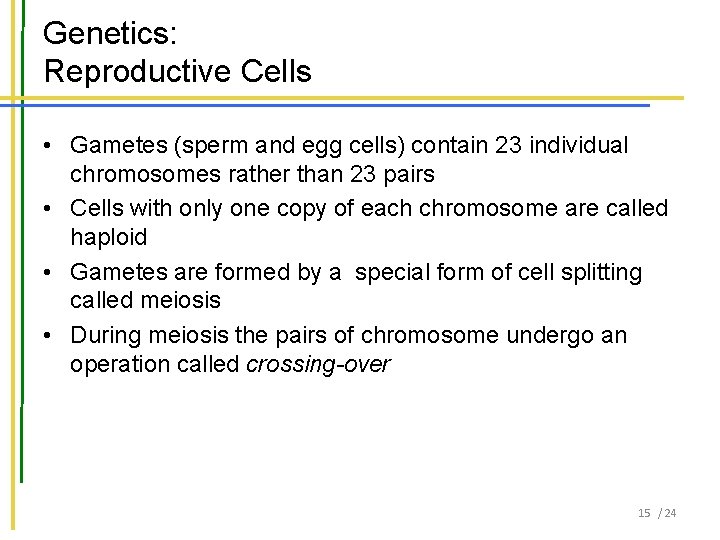 Genetics: Reproductive Cells • Gametes (sperm and egg cells) contain 23 individual chromosomes rather