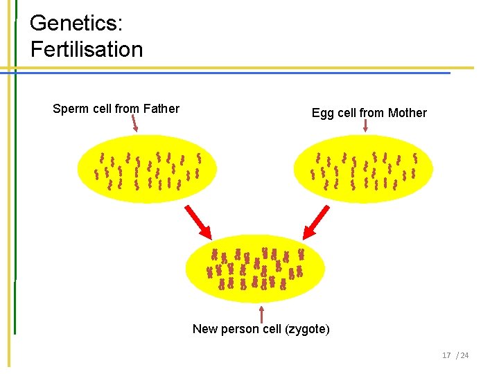 Genetics: Fertilisation Sperm cell from Father Egg cell from Mother New person cell (zygote)