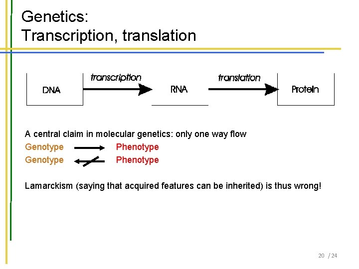 Genetics: Transcription, translation A central claim in molecular genetics: only one way flow Genotype