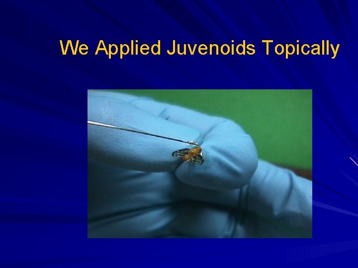 We Applied Juvenoids Topically 