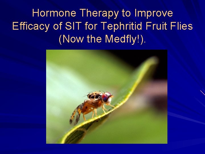 Hormone Therapy to Improve Efficacy of SIT for Tephritid Fruit Flies (Now the Medfly!).