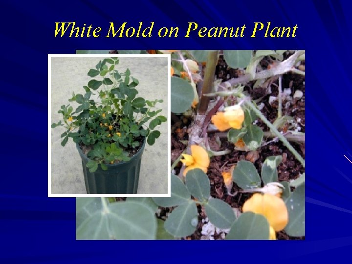 White Mold on Peanut Plant 