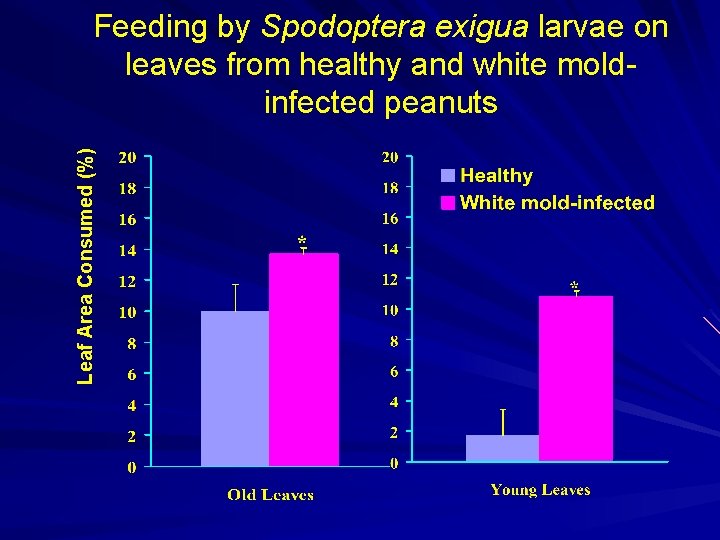 Leaf Area Consumed (%) Feeding by Spodoptera exigua larvae on leaves from healthy and