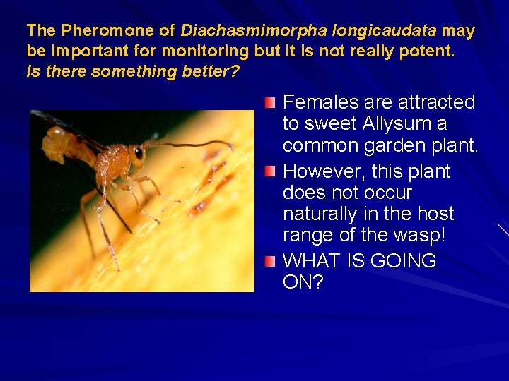 The Pheromone of Diachasmimorpha longicaudata may be important for monitoring but it is not