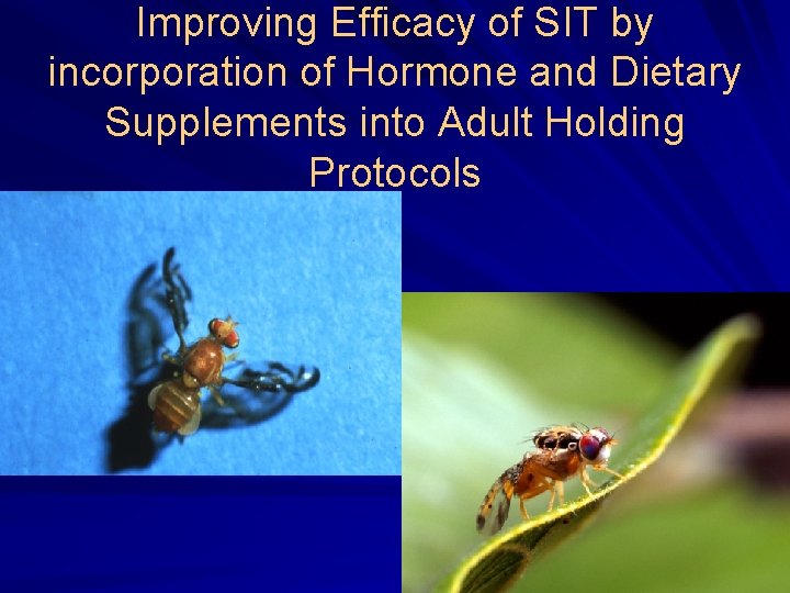 Improving Efficacy of SIT by incorporation of Hormone and Dietary Supplements into Adult Holding