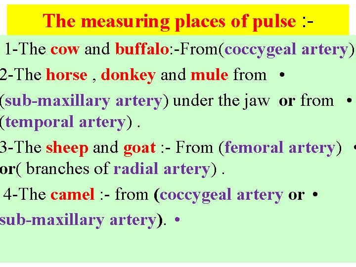 The measuring places of pulse : - 1 -The cow and buffalo: -From(coccygeal artery)
