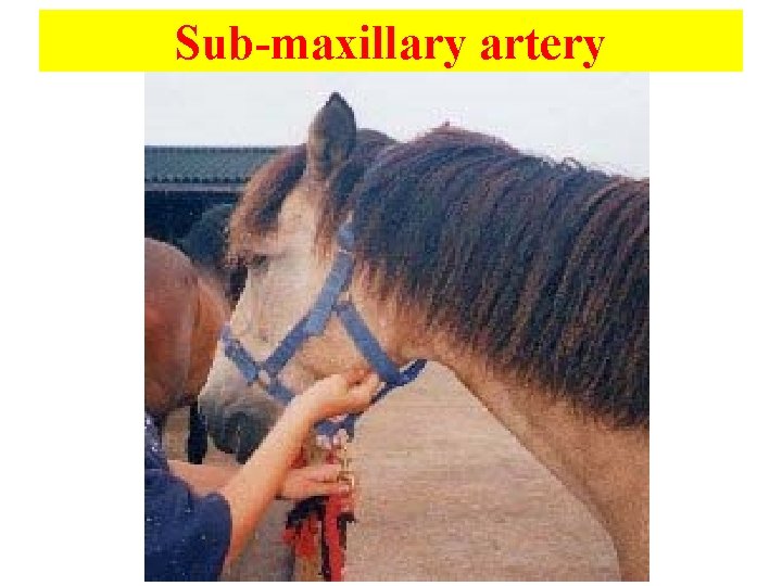 Sub-maxillary artery 