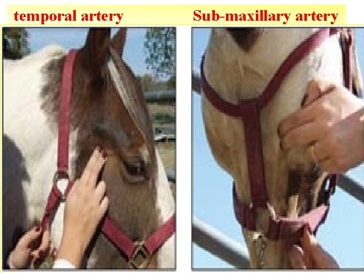 temporal artery Sub-maxillary artery 