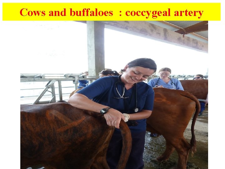 Cows and buffaloes : coccygeal artery 