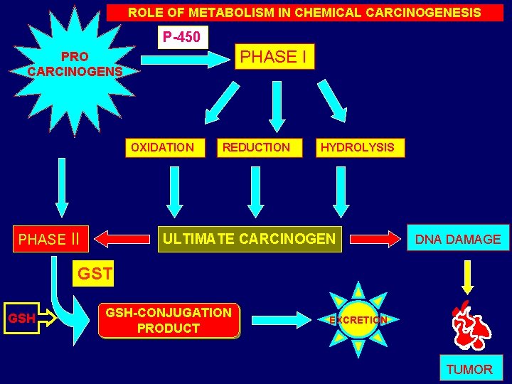 ROLE OF METABOLISM IN CHEMICAL CARCINOGENESIS P-450 PHASE I PRO CARCINOGENS OXIDATION PHASE II