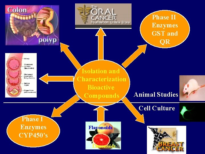 Phase II Enzymes GST and QR Isolation and Characterization Bioactive Compounds Animal Studies Cell