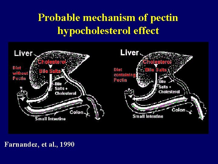 Probable mechanism of pectin hypocholesterol effect Farnandez, et al. , 1990 
