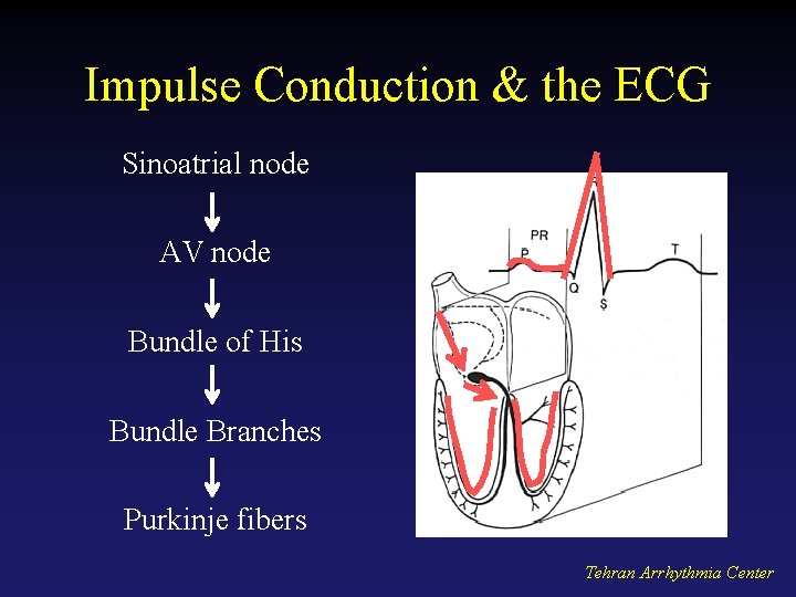 Impulse Conduction & the ECG Sinoatrial node AV node Bundle of His Bundle Branches