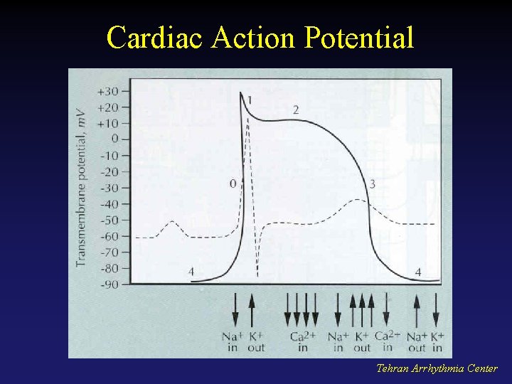Cardiac Action Potential Tehran Arrhythmia Center 