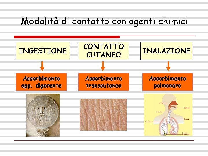 Modalità di contatto con agenti chimici INGESTIONE CONTATTO CUTANEO INALAZIONE Assorbimento app. digerente Assorbimento