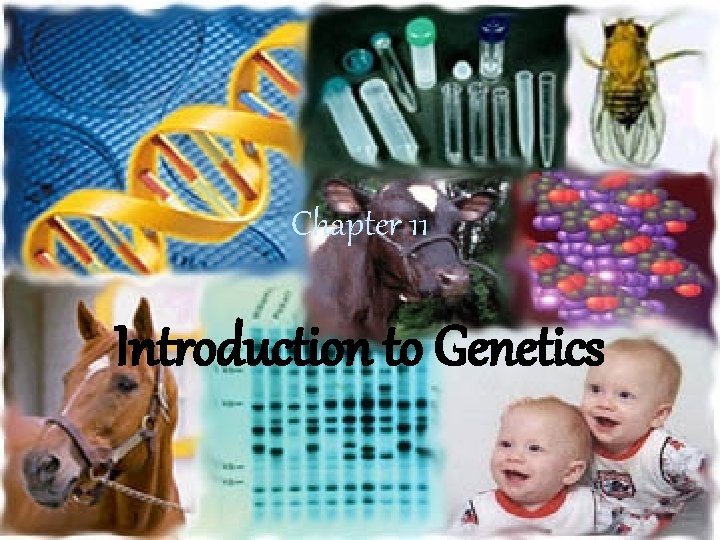 Chapter 11 Introduction to Genetics IV MEIOSIS Mendels