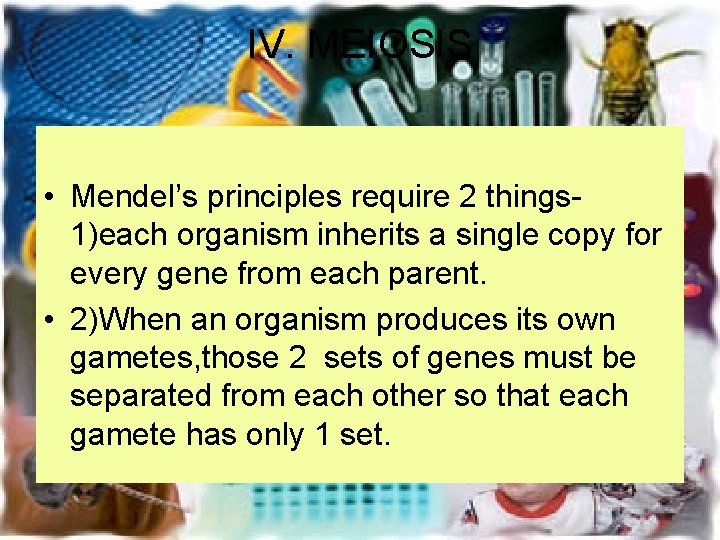 Chapter 11 Introduction to Genetics IV MEIOSIS Mendels