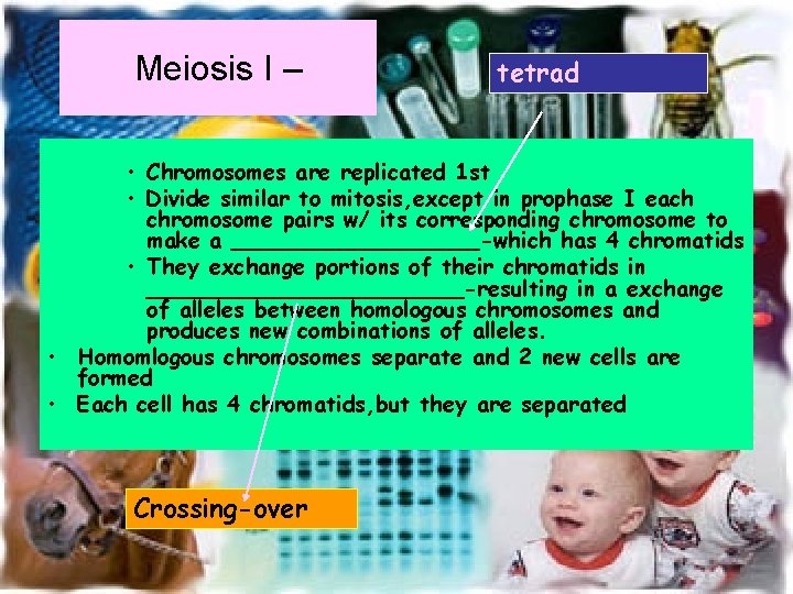 Chapter 11 Introduction to Genetics IV MEIOSIS Mendels