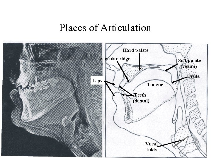 Places of Articulation Hard palate Alveolar ridge Lips Soft palate (velum) Uvula Tongue Teeth