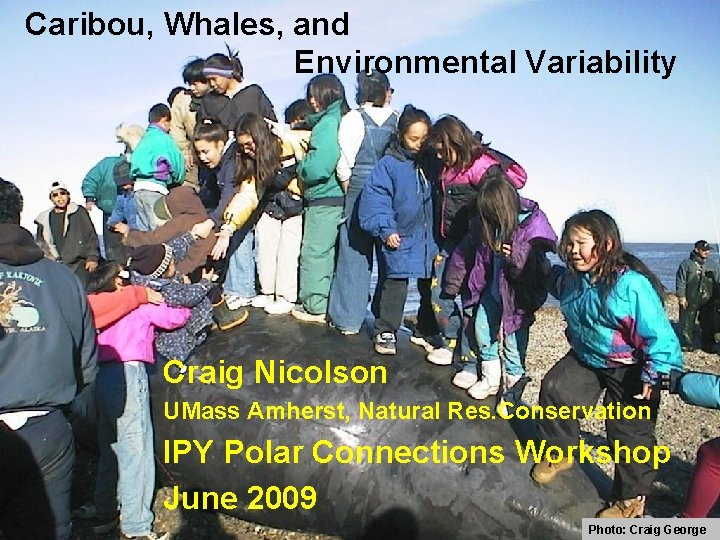 Caribou, Whales, and Environmental Variability Craig Nicolson UMass Amherst, Natural Res. Conservation IPY Polar