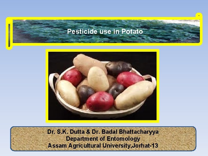 Pesticide use in Potato Dr. S. K. Dutta & Dr. Badal Bhattacharyya Department of