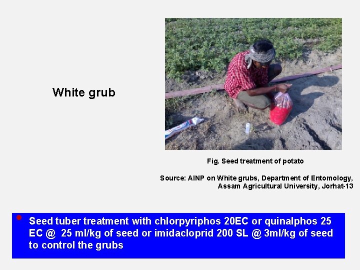 White grub Fig. Seed treatment of potato Source: AINP on White grubs, Department of