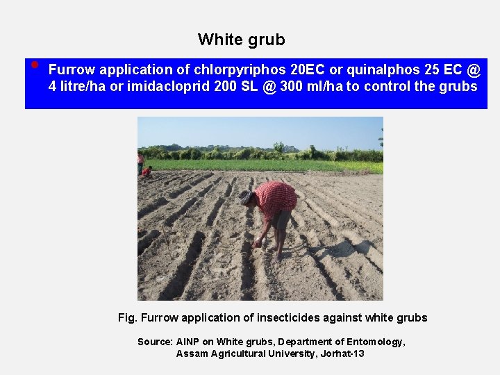 White grub • Furrow application of chlorpyriphos 20 EC or quinalphos 25 EC @