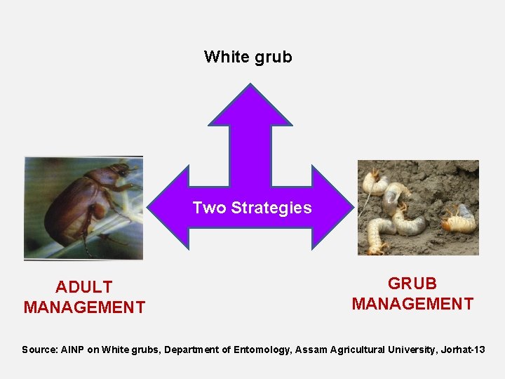 White grub Two Strategies ADULT MANAGEMENT GRUB MANAGEMENT Source: AINP on White grubs, Department