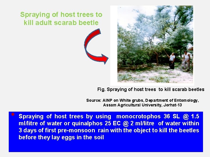 Spraying of host trees to kill adult scarab beetle Fig. Spraying of host trees