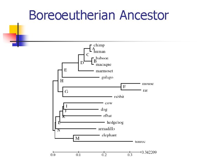 Boreoeutherian Ancestor 