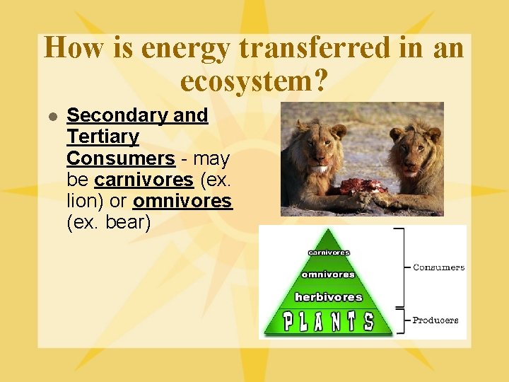 How is energy transferred in an ecosystem? l Secondary and Tertiary Consumers - may