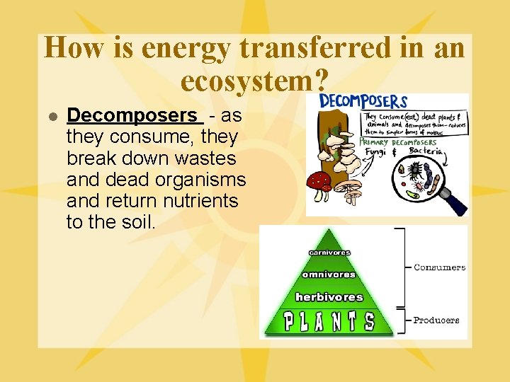 How is energy transferred in an ecosystem? l Decomposers - as they consume, they