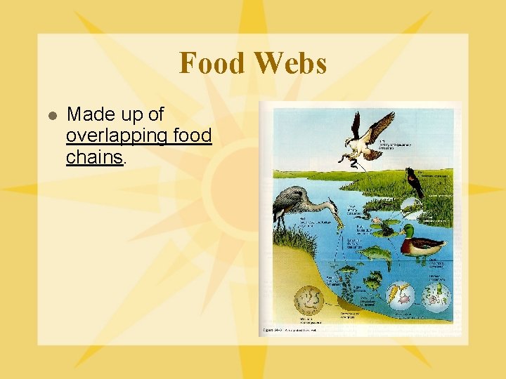 Food Webs l Made up of overlapping food chains. 