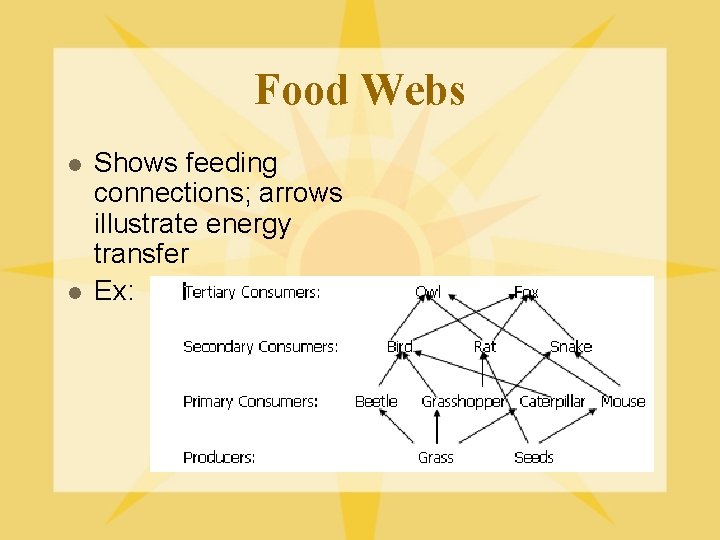 Food Webs l l Shows feeding connections; arrows illustrate energy transfer Ex: 