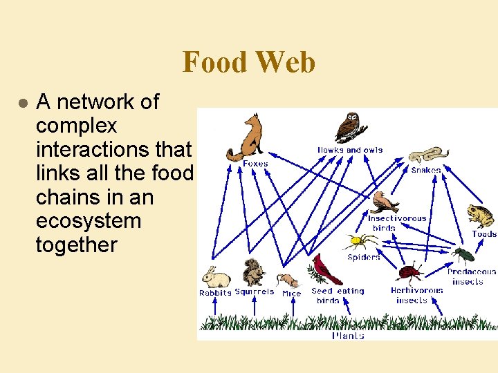 Food Web l A network of complex interactions that links all the food chains