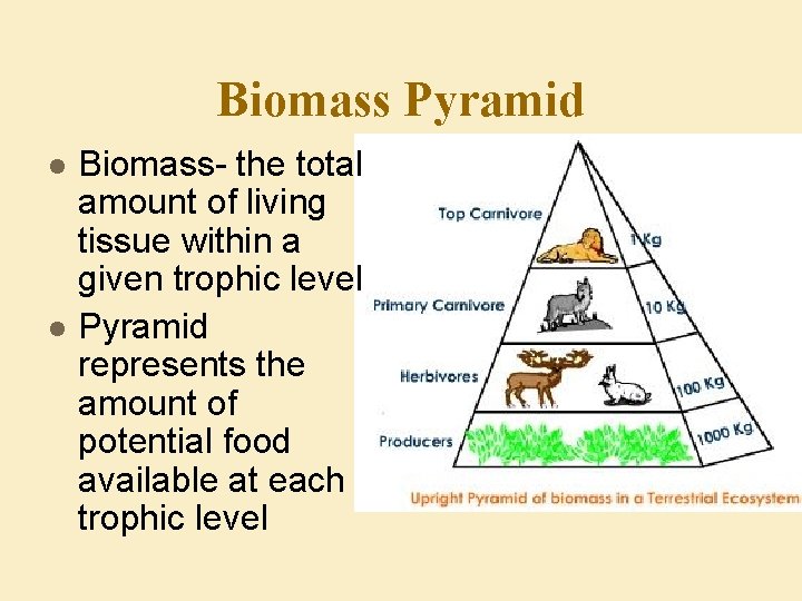 Biomass Pyramid l l Biomass- the total amount of living tissue within a given