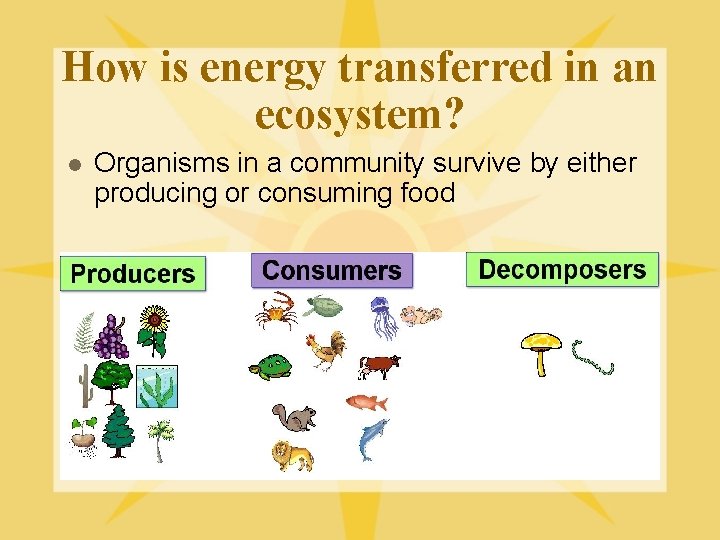 How is energy transferred in an ecosystem? l Organisms in a community survive by