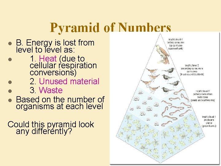 Pyramid of Numbers l l l B. Energy is lost from level to level