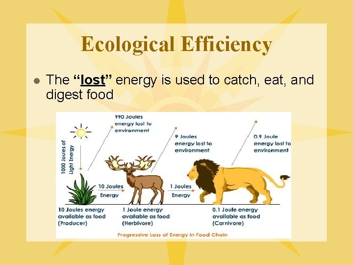 Ecological Efficiency l The “lost” energy is used to catch, eat, and digest food