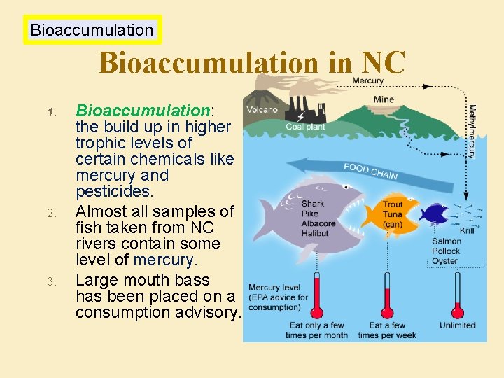 Bioaccumulation in NC 1. 2. 3. Bioaccumulation: the build up in higher trophic levels