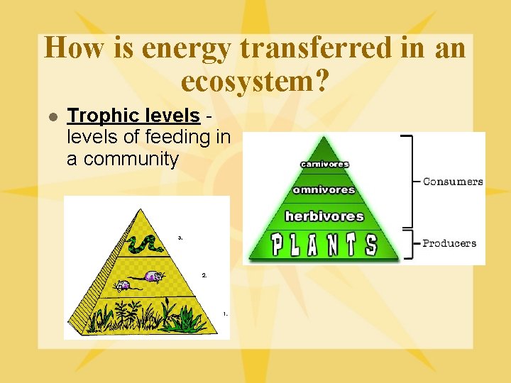 How is energy transferred in an ecosystem? l Trophic levels of feeding in a