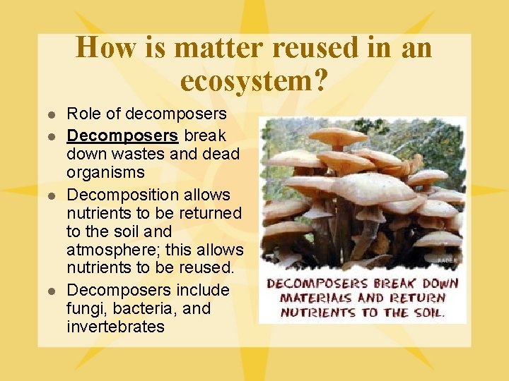 How is matter reused in an ecosystem? l l Role of decomposers Decomposers break