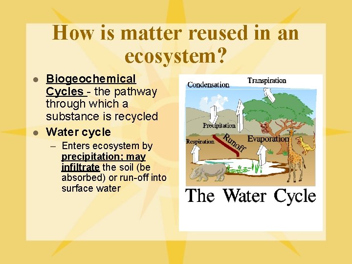 How is matter reused in an ecosystem? l l Biogeochemical Cycles - the pathway