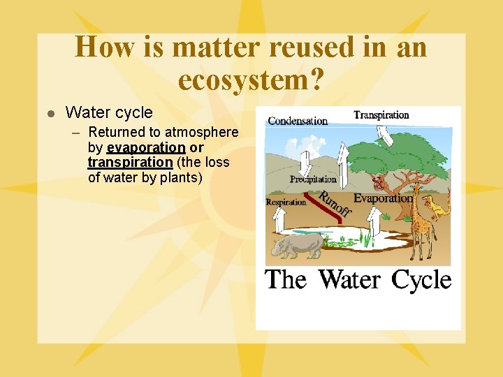 How is matter reused in an ecosystem? l Water cycle – Returned to atmosphere