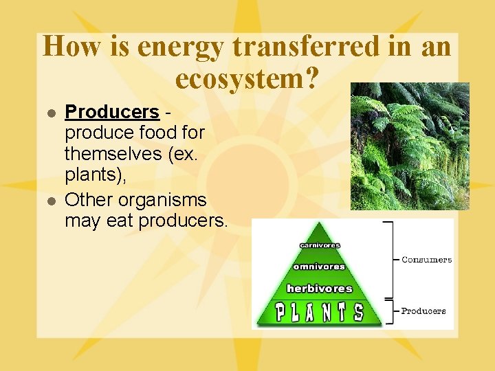 How is energy transferred in an ecosystem? l l Producers produce food for themselves